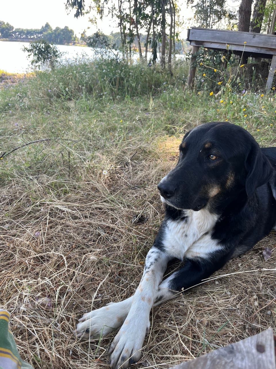 Booby at the festival