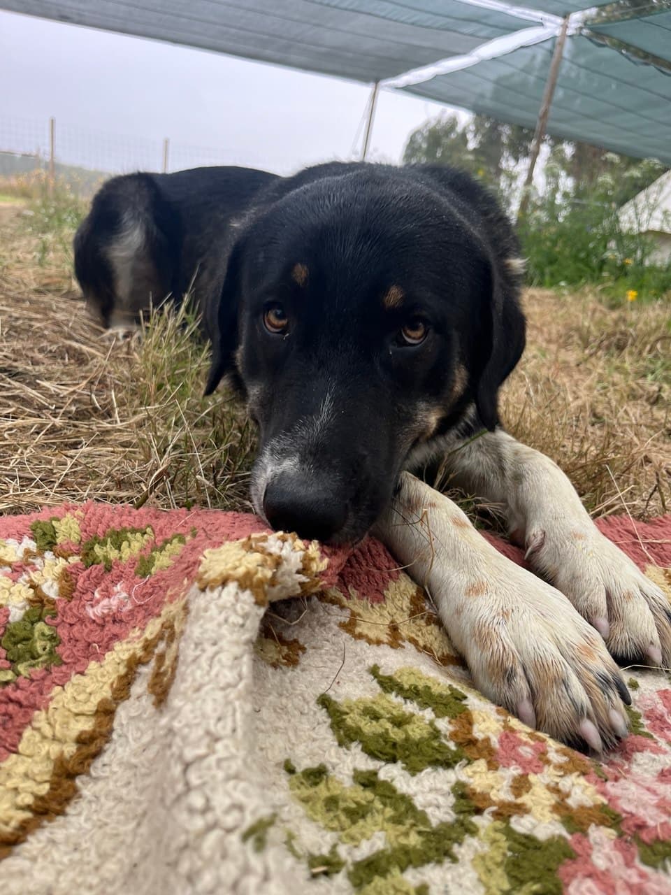 Booby with festival community