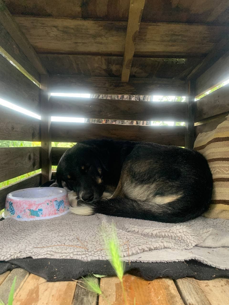 Booby the festival dog